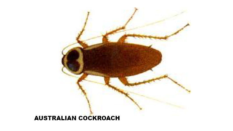 AUSTRALIAN COCKROACH