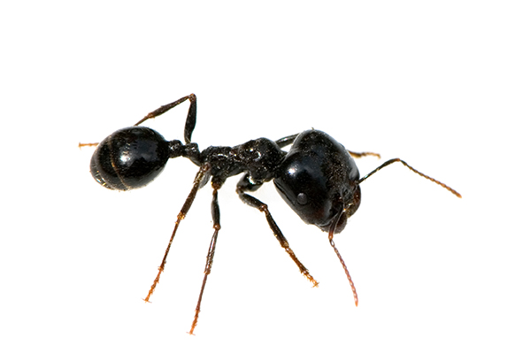 Ridleys Pest Control ants