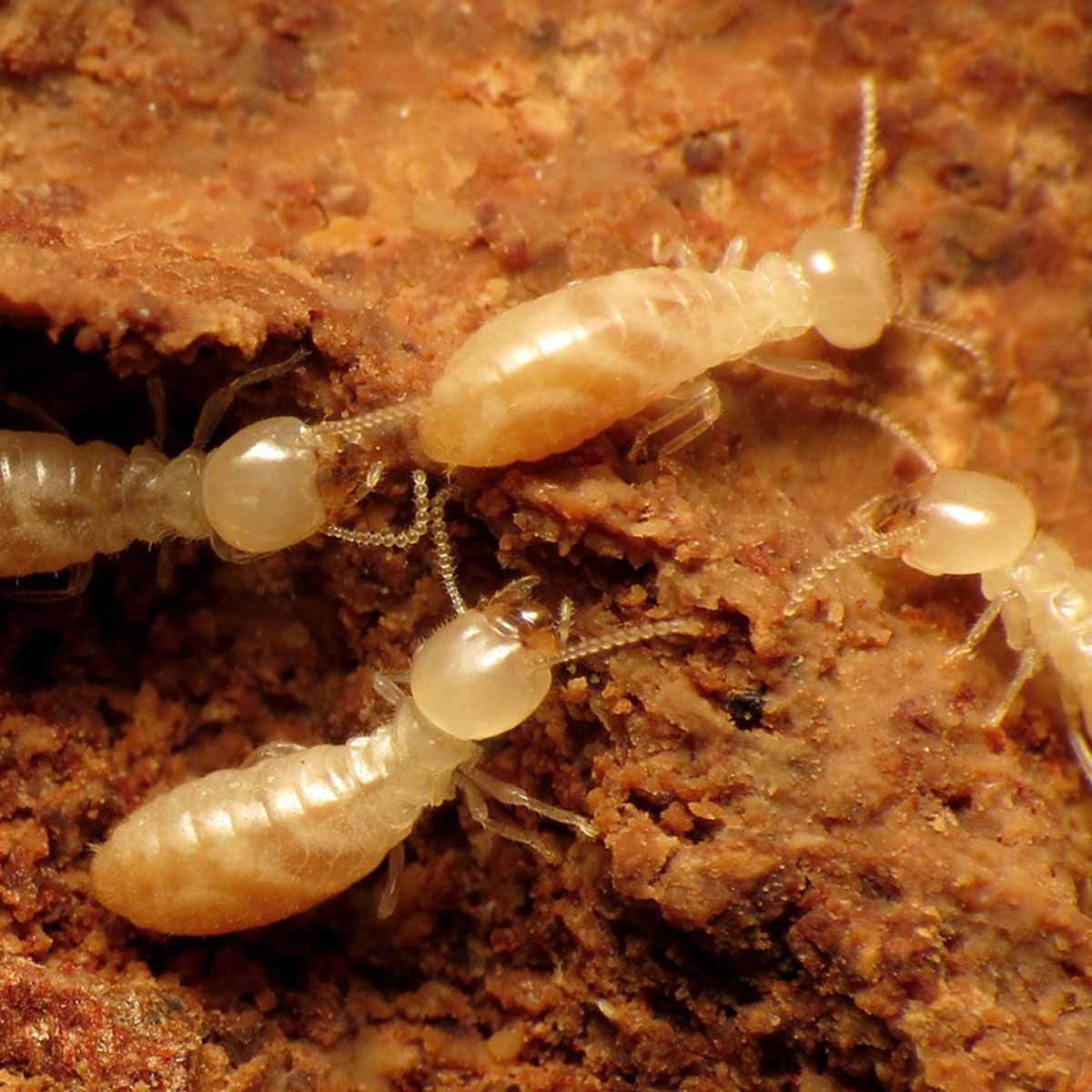 Ridley's Pest Control-termite Inspections